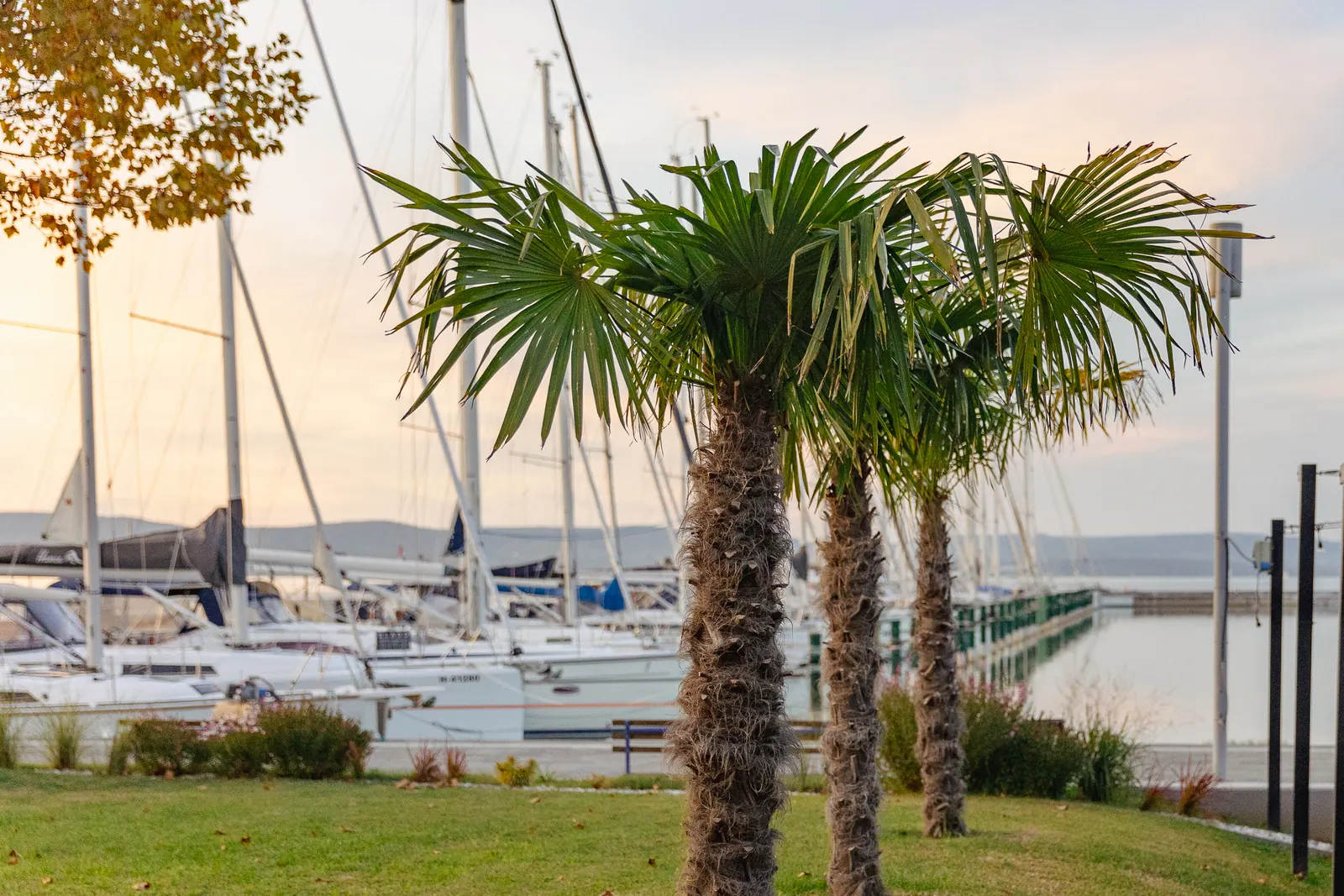 Pálmafák a vitorláskikötő partján, háttérben a Balaton